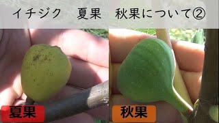 夏果イチジク おススメの仕立て方 やくも果樹研究所