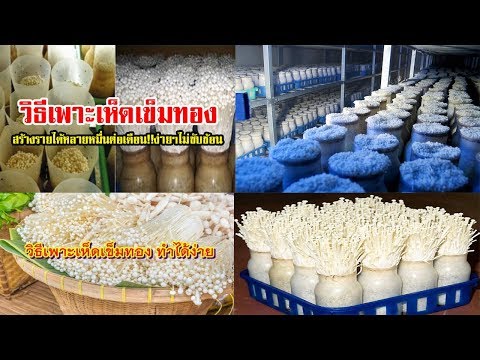 เพาะเห็ดเข็มทอง!!!!วิธีทำง่ายแสนง่าย เพาะขายสร้างรายได้งาม