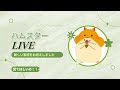 ハムスターLive (2023/12/02 17:30から)