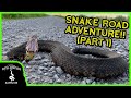 WE FOUND THE BIGGEST COTTONMOUTH EVER ON SNAKE ROAD! (Snake Road, Part 1)