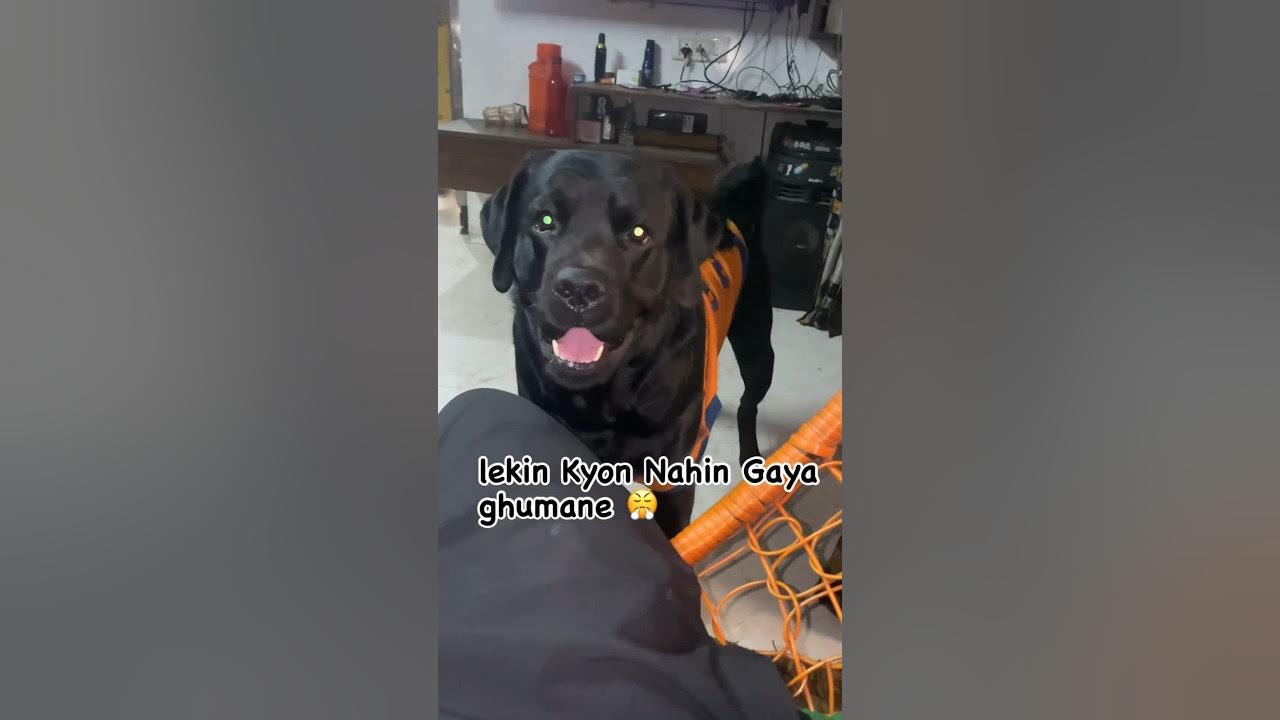 lekin-kyon-nahin-gaya-ghumane-funnyvideo-shorts-labrador