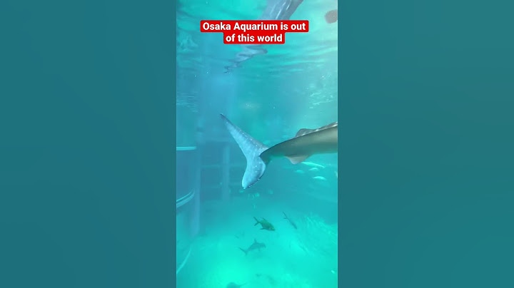 Osaka aquarium! #osaka #japan #japantravel #japanvlog #japanlife #aquarium #travelvlog  #tokyo #fish