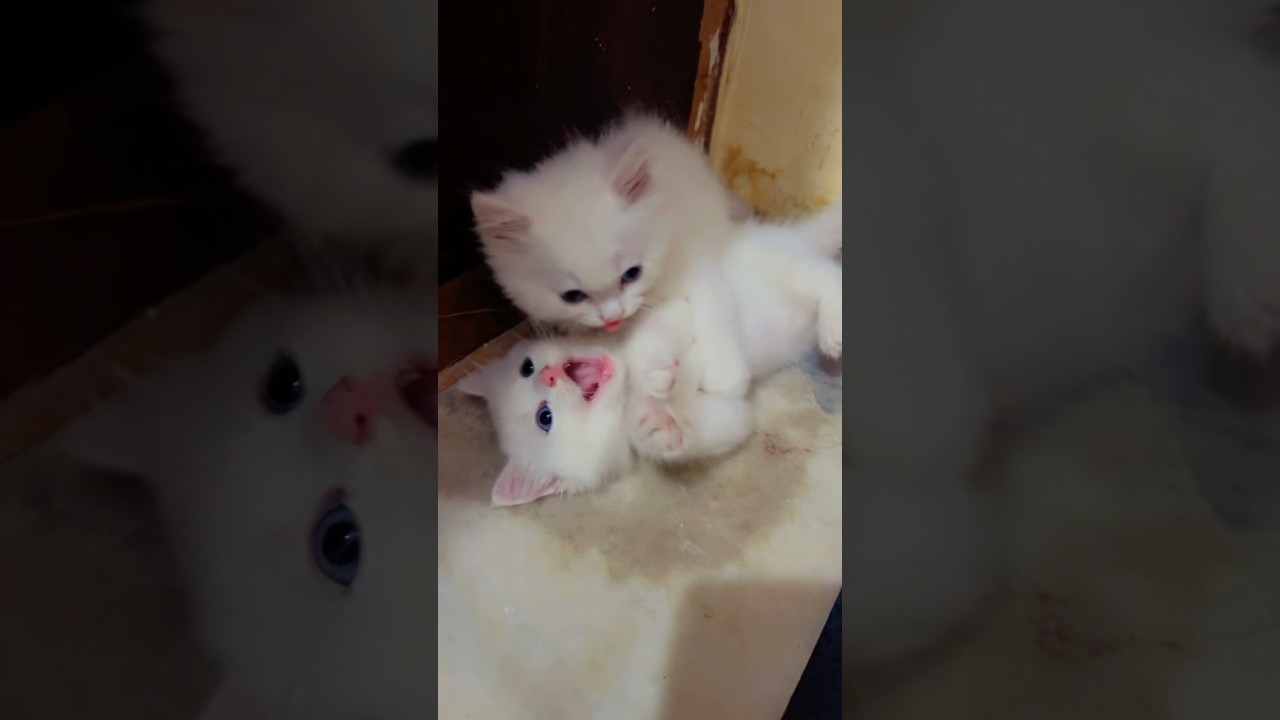 Cat videos 😍 #cutecat #trending #short #funny #youtubeshorts #subscribe #cute #cat #gaming #catlove