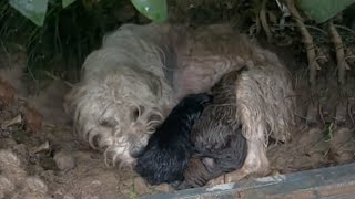 Lying trembling under a bush, she used her body to try to protect her five children from the rain