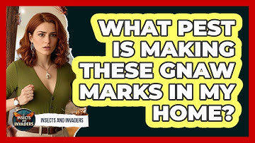 What Pest Is Making These Gnaw Marks In My Home? - Insects and Invaders