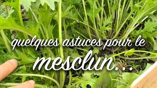 Quelques astuces pour le mesclun.
