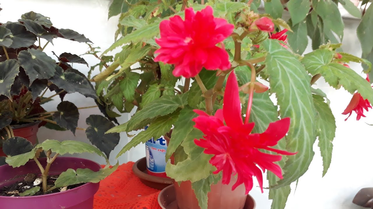 🌸Balkonumdaki begonyalarım ve çiçeklerime minik bir gezinti🌸