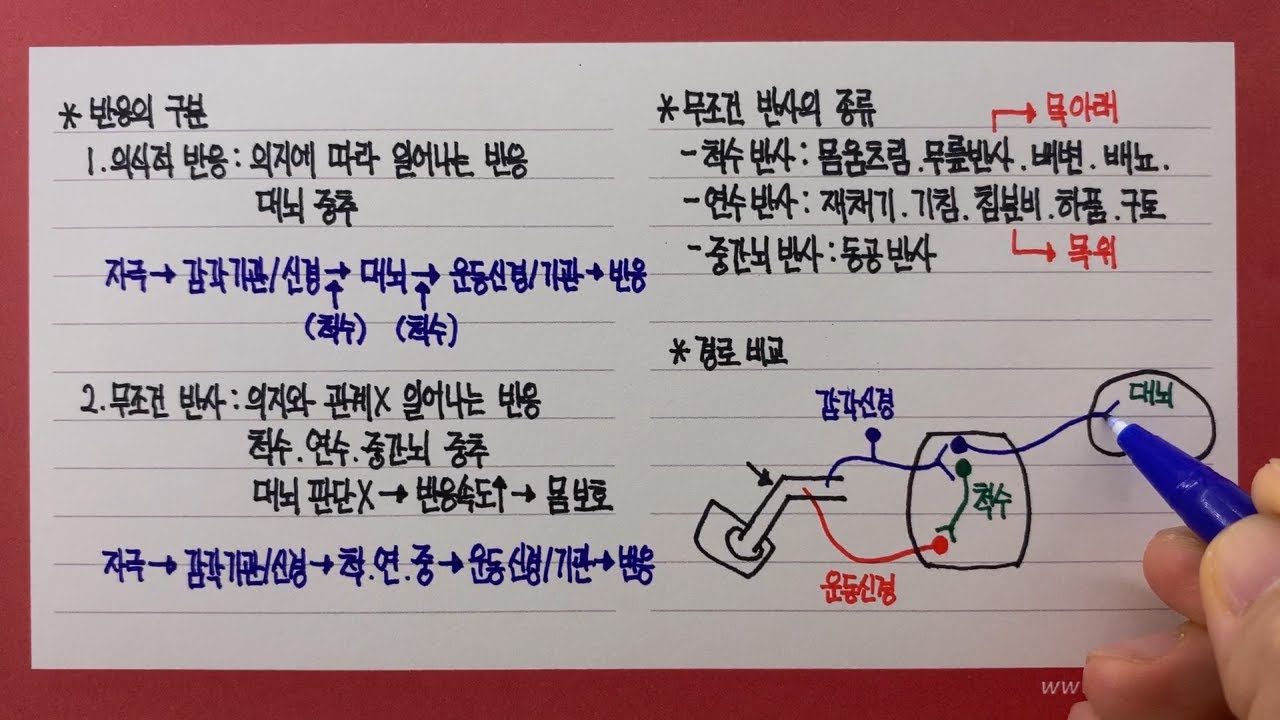 의식적인 반응과 무조건 반사