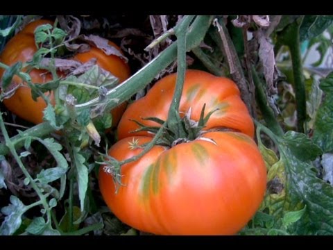 Vídeo: O que são tomates hipotecários: como cultivar plantas de tomate hipotecário