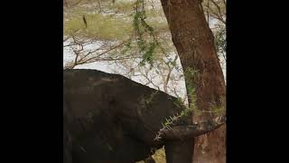 Savanna elephant, shaking the tree, Katavi National Park, Tanzania