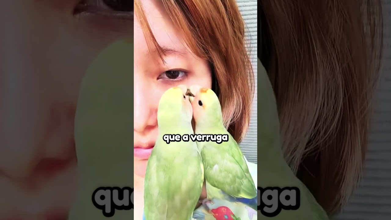 Os Papagaios Mais Fofos 😍 🦜❤️