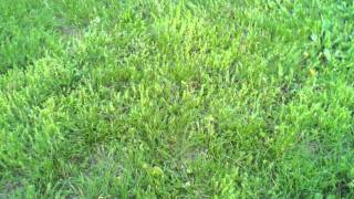 English Bull Terrier 8 Weeks Old