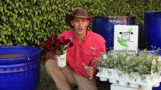 Jack Barnwell: Supertunia Black Cherry