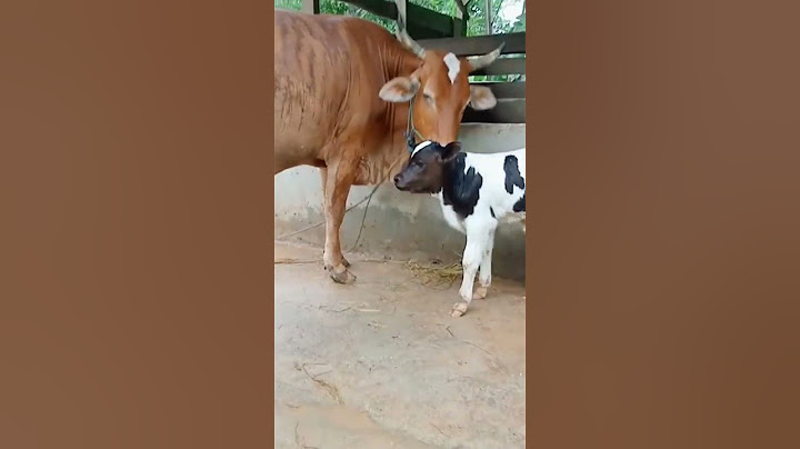 Pedet Belgian blue