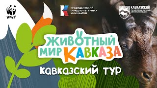 ЖИВОТНЫЙ МИР КАВКАЗА: КАВКАЗСКИЙ ТУР