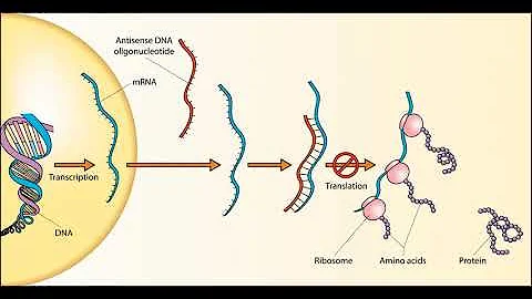 Sense (molecular biology) | Wikipedia audio article