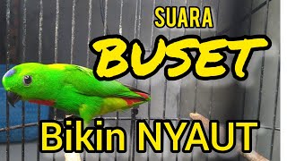 Download Lagu SUARA BURUNG serindit gacor BUSET buat PANCINGAN SERINDIT agar EMOSI NYAUT MP3
