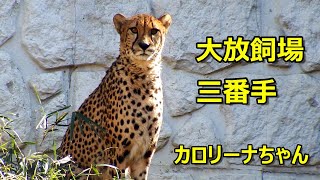 大放飼場三番手　カロリーナちゃん　Cheetah(チーター)　多摩動物公園 by && tamaoyaji 222 views 1 month ago 6 minutes, 2 seconds