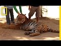 Special Investigation: Famous Tiger Temple Accused of Supplying Black Market | National Geographic