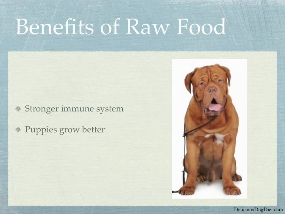 Benefits of The Raw Dog Food Diet - YouTube