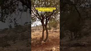 Kevser Suresinin Hikayasini Biliyor Musunuz???