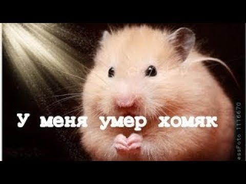 Смешные смерти хомяка. Грустный хомяк.