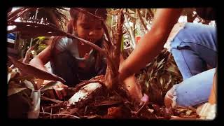 Go and plant a Coconut Tree