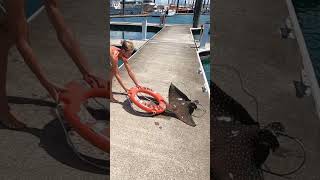 Spotted Eagle Ray in Australia 🐠 #FrontlineTV #...