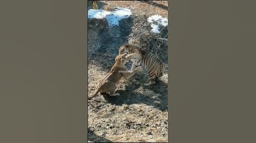 lion vs tiger - famale lion and Siberian male tiger #lion #tiger