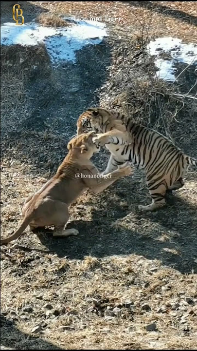 lion vs tiger - famale lion and Siberian male tiger #lion #tiger