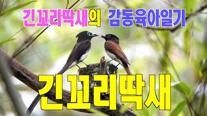 긴꼬리딱새 EP2.3- 초보 부부의 감동육아일기