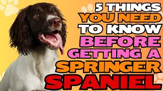 5 Things You NEED To KNOW Before Getting A Springer Spaniel 🐶