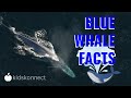 Blue Whale Quiz