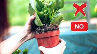 NEVER IGNORE THESE 10 GARDENING TIPS ON BUYING PLANTS FROM NURSERY by GARDEN TIPS 6,010 views 5 months ago 4 minutes, 17 seconds