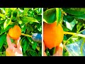 Simple Tips to Grow And Collect Your Own Fruits And Vegetables