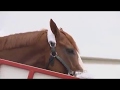 Justify arrives at the Louisville International Airport