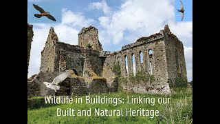 Wildlife in Buildings: Linking our built and natural heritage by BirdWatchIreland 1,653 views 2 years ago 18 minutes