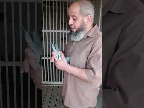 مواصفات الحمام الزاجل مع البطل احمد طلعت الجزء الاول الحمام الزاجل 