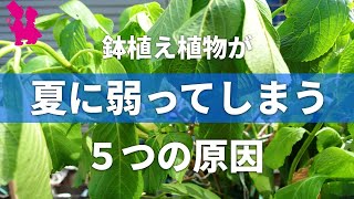 【夏越しのお悩み解消！】鉢植えの植物が夏に弱る5つの原因と対策