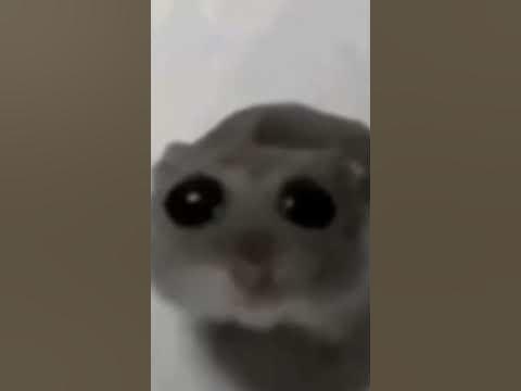 грустный хомяк #мем - YouTube