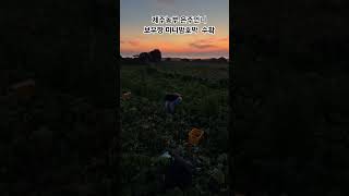 [청정제주 산지직송] 보우짱 단호박 출하!! 구매문의 010-9652-0629