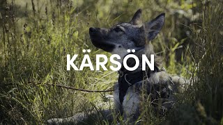 First hike and camp with Tamaskan puppy - Kärsön, Stockholm! by Emil Sahlén 1,057 views 1 year ago 10 minutes, 20 seconds