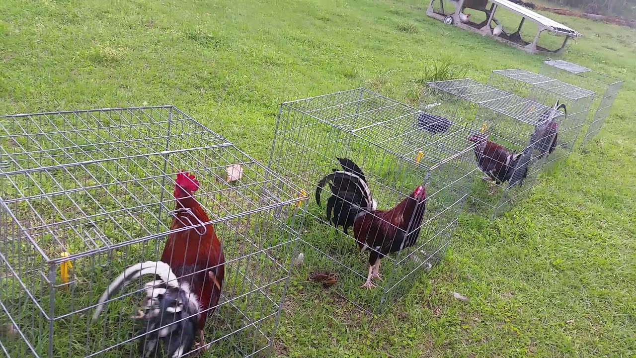 Butcher/Claret Stags