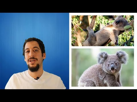 Video: Koalalar Neden Yok Oluyor?