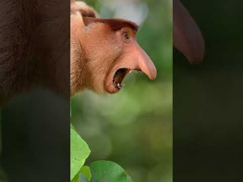 Video: Aký vysoký je makak pahýľový?