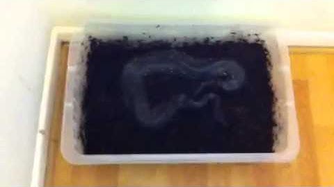 Male black blood python