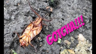 We caught a roach with our bug catcher!