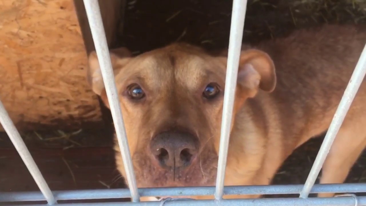 Приют «Душа Бродяги» - YouTube