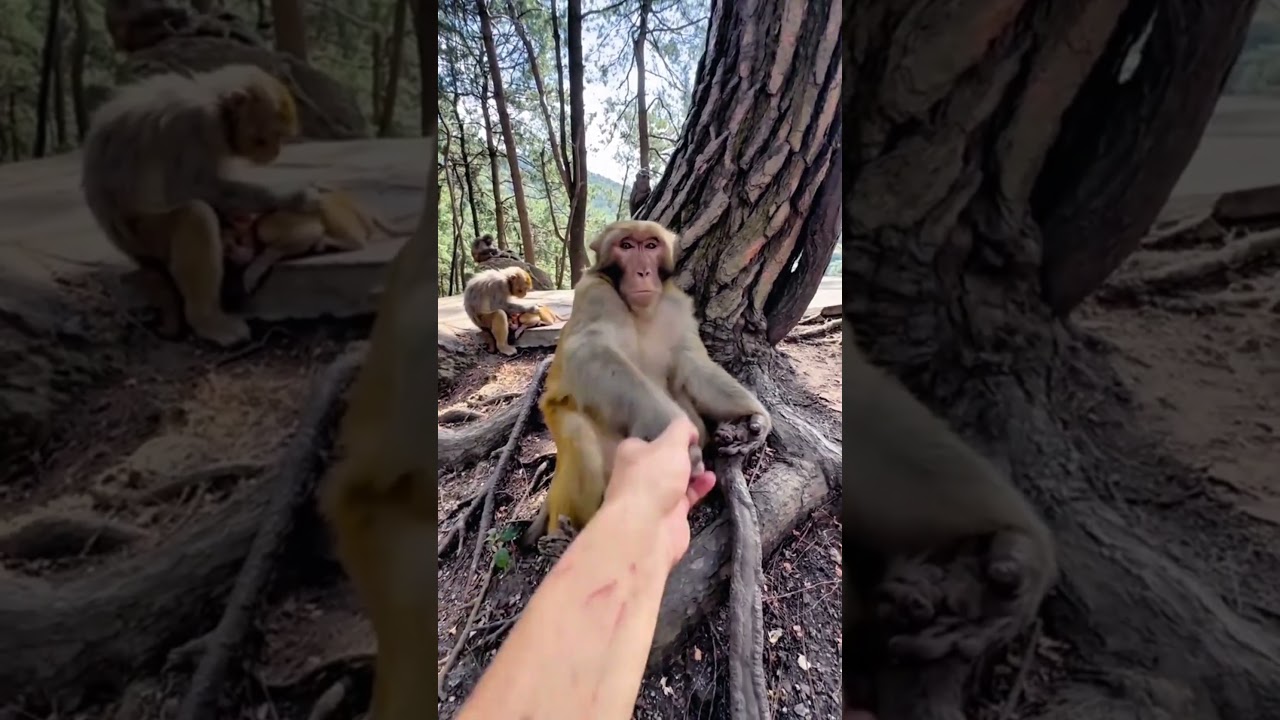 Playing with the monkey's patience 🤣🤣🤣 