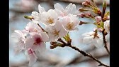 Kokia 花宴 桜吹雪 Hana Utage Sub English Youtube